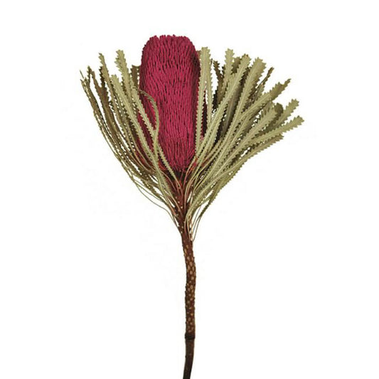 Vickerman Jumbo Erica Pink Banksia Flower Stems - Erica Pink - 12-18 in.